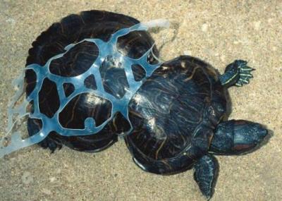 Tortuga con plastico